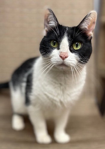 Kitty, an adoptable Domestic Short Hair in Lenexa, KS
