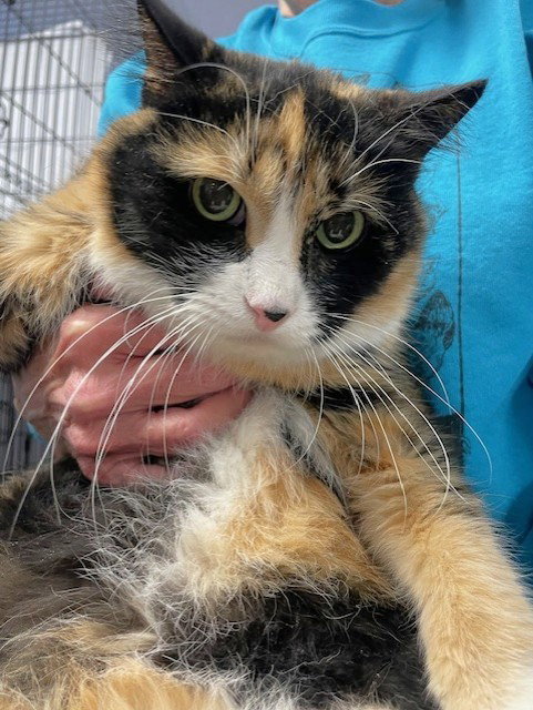 Pixie, an adoptable Domestic Short Hair in Lenexa, KS