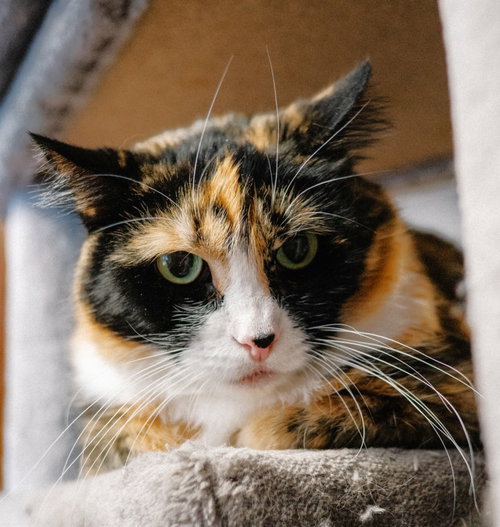 Pixie, an adoptable Domestic Short Hair in Lenexa, KS