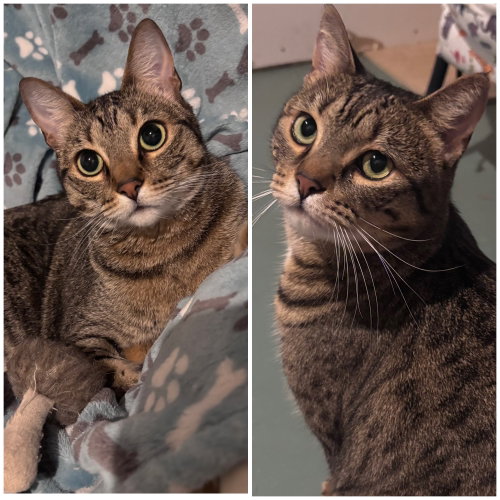 Holly and Little Fluffy, an adoptable Domestic Short Hair in Lenexa, KS