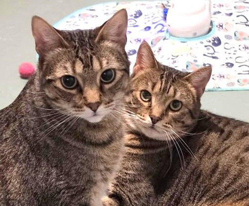 Holly and Little Fluffy, Domestic Short Hair (short coat)