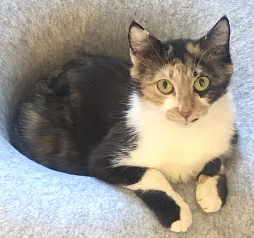 Penelope, an adoptable Domestic Short Hair in Lenexa, KS