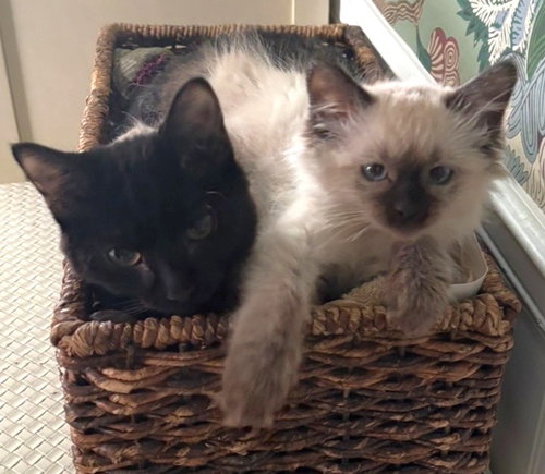 Bear and Bailey, Baby Siamese / Domestic Short Hair / Mixed (short coat), cat for adoption in Independence, Missouri