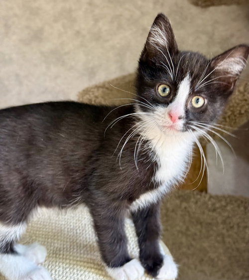 Gus, an adoptable Domestic Short Hair in Lenexa, KS