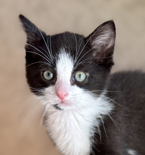 Jacques, an adoptable Domestic Short Hair in Lenexa, KS