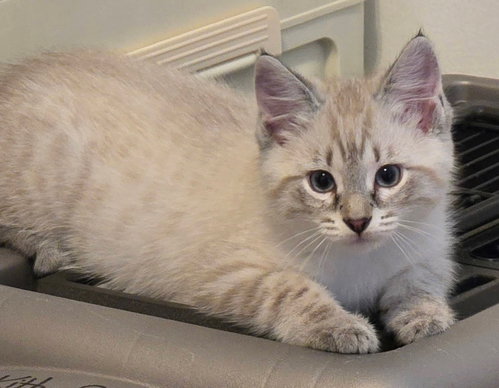 Malee, an adoptable Siamese in Lenexa, KS