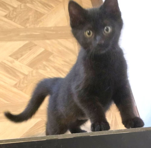 Pandora, an adoptable Domestic Short Hair in Lenexa, KS