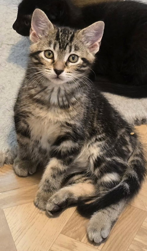 Claude, an adoptable Domestic Short Hair in Lenexa, KS