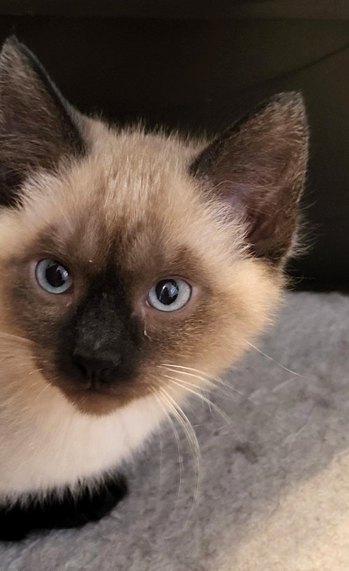 Sebastian, an adoptable Siamese in Lenexa, KS