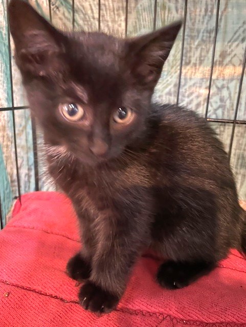 Martina, an adoptable Domestic Short Hair in Lenexa, KS