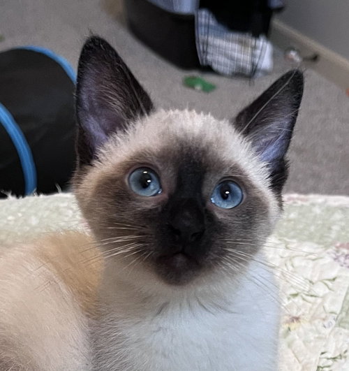 Galaga, Baby Siamese / Domestic Short Hair / Mixed (short coat), cat for adoption in Independence, Missouri