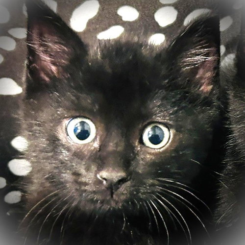 Milo
