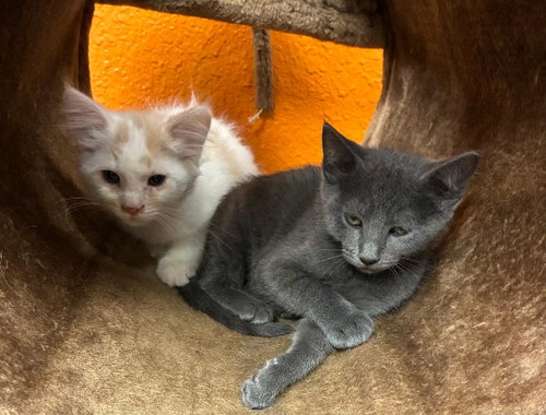 Whitey and Willa, Baby Domestic Medium Hair (short coat), cat for adoption in Independence, Missouri
