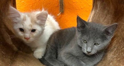 Whitey and Willa, an adoptable Domestic Medium Hair in Lenexa, KS
