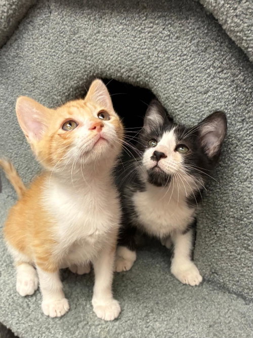 Wren and Wyatt, Baby Domestic Short Hair (short coat), cat for adoption in Independence, Missouri
