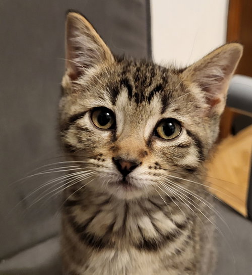 Peony, Baby Domestic Short Hair (short coat), cat for adoption in Kansas City, Missouri