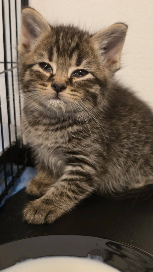 Bud, Baby Domestic Short Hair (short coat), cat for adoption in Kansas City, Missouri