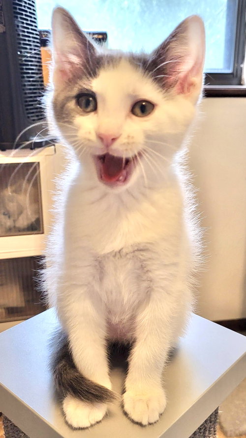 William, Baby Domestic Short Hair (short coat), cat for adoption in Kansas City, Missouri