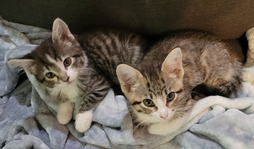 Sadie and Sasha, an adoptable Domestic Short Hair in Lenexa, KS