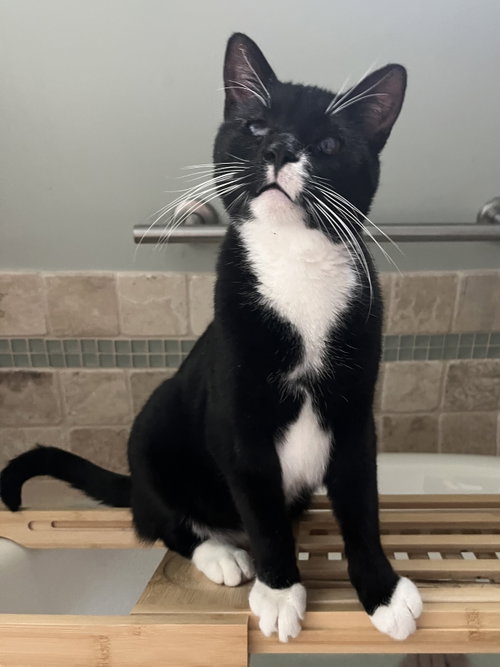 Nicky, a cat for adoption from Kitty City KS