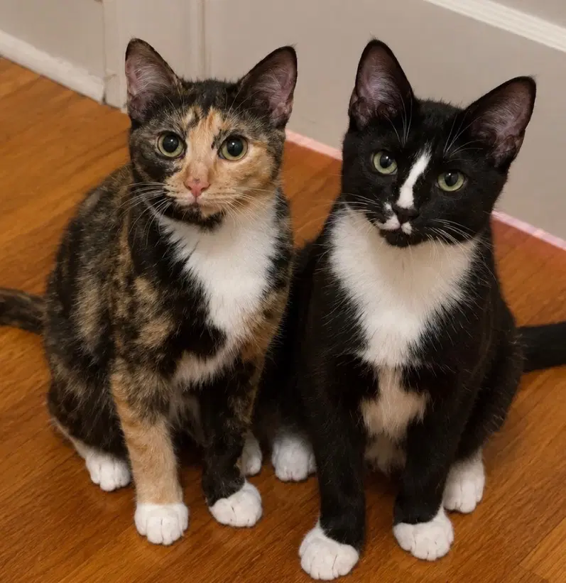 Pippi And Pablo - Domestic Short Hair