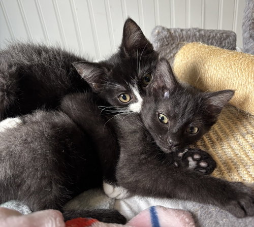 Photo 2 of Oliver and Olivia