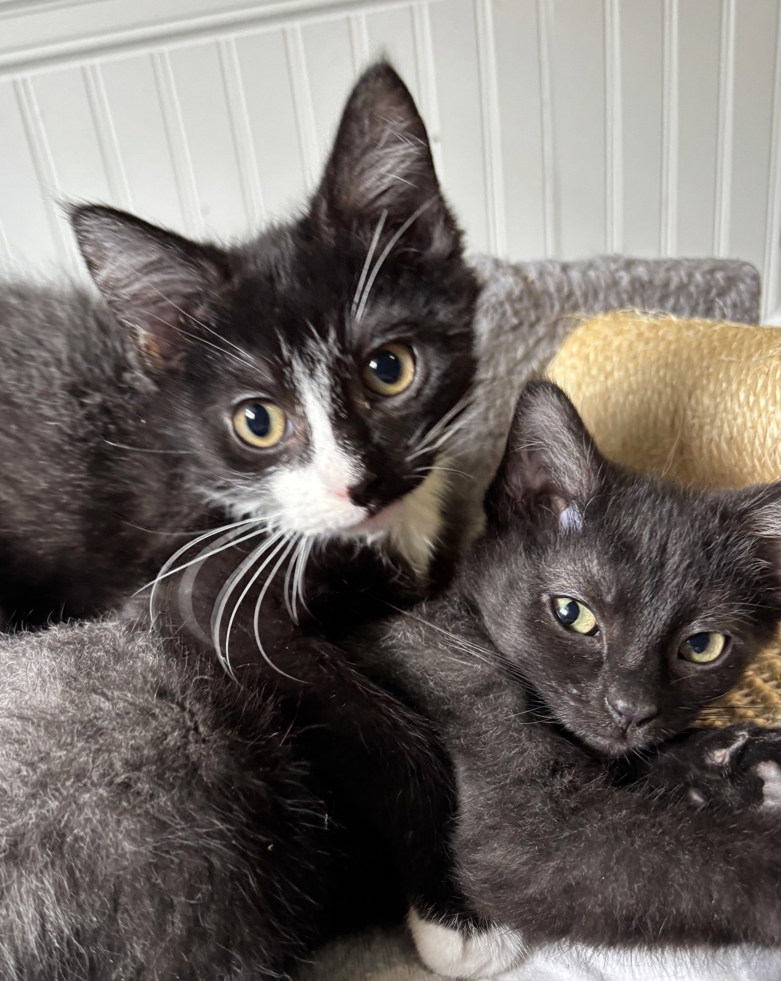 Oliver and Olivia