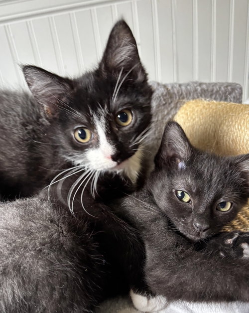 Oliver and Olivia, a cat for adoption from Kitty City KS