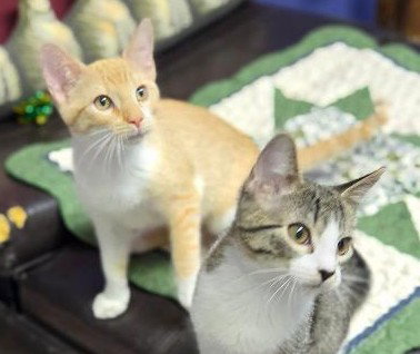 Photo 2 of Lola and Gracie