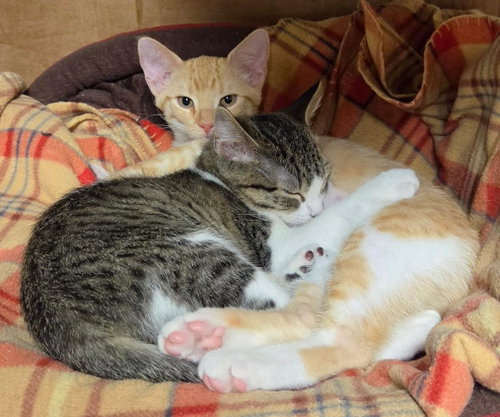 Photo 3 of Lola and Gracie
