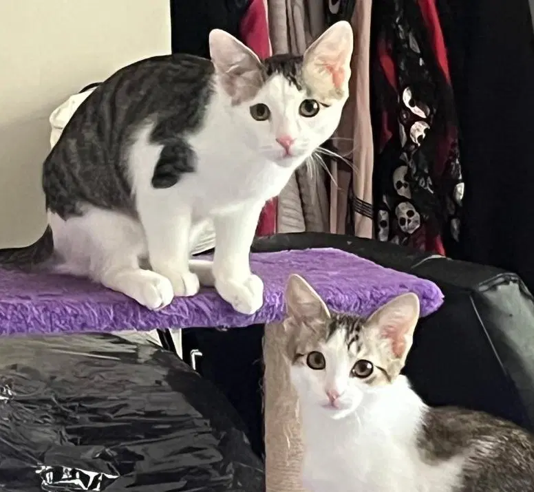 Loki And Lyra - Domestic Short Hair