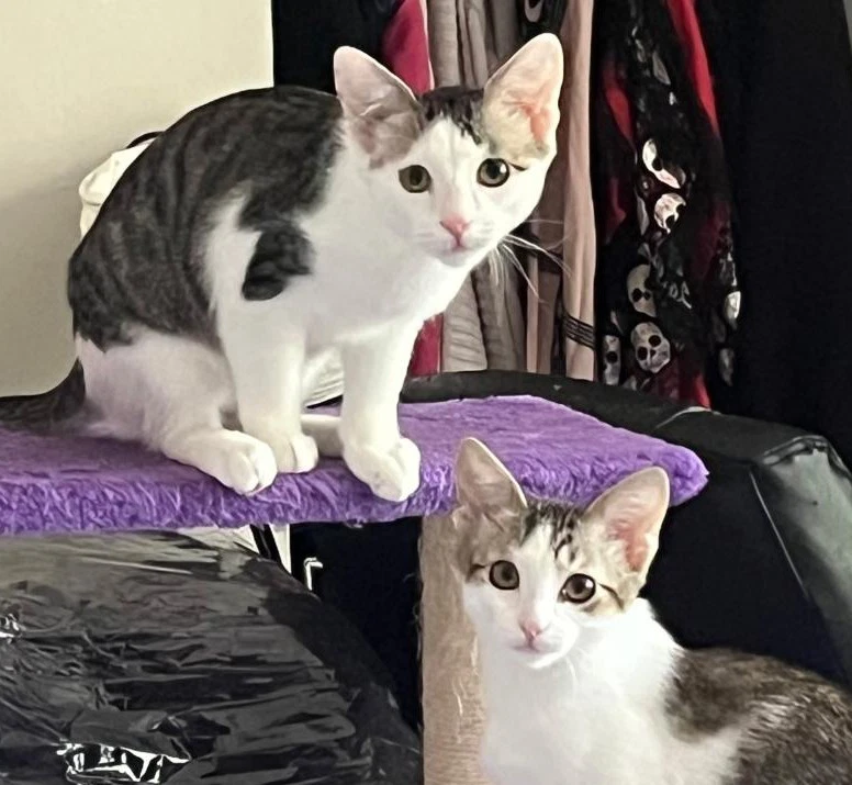Loki And Lyra