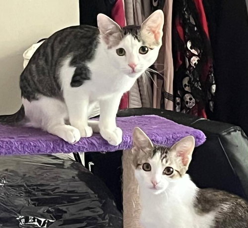 Loki and Lyra, a cat for adoption from Kitty City KS