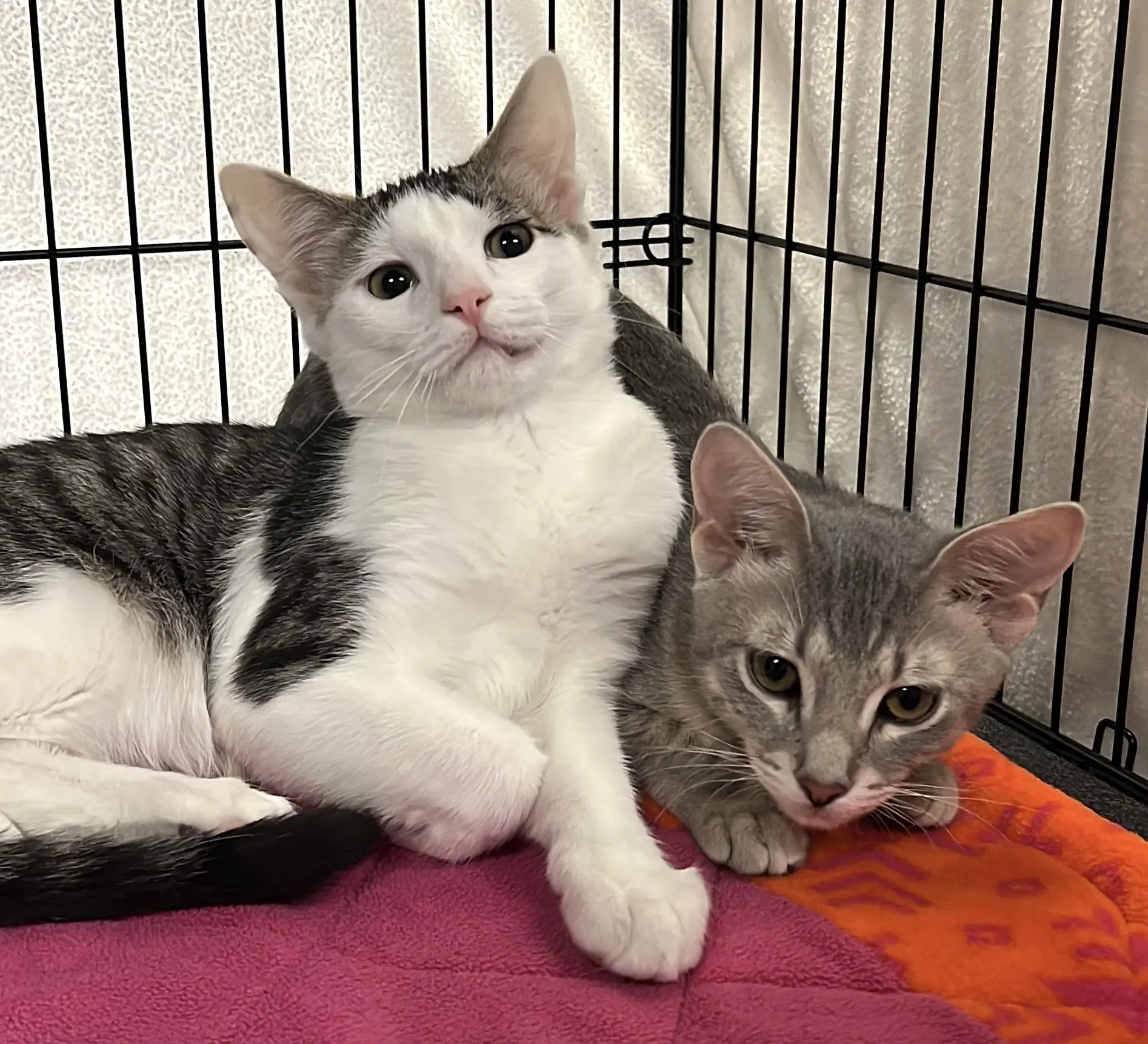 Loki And Lyra image 2