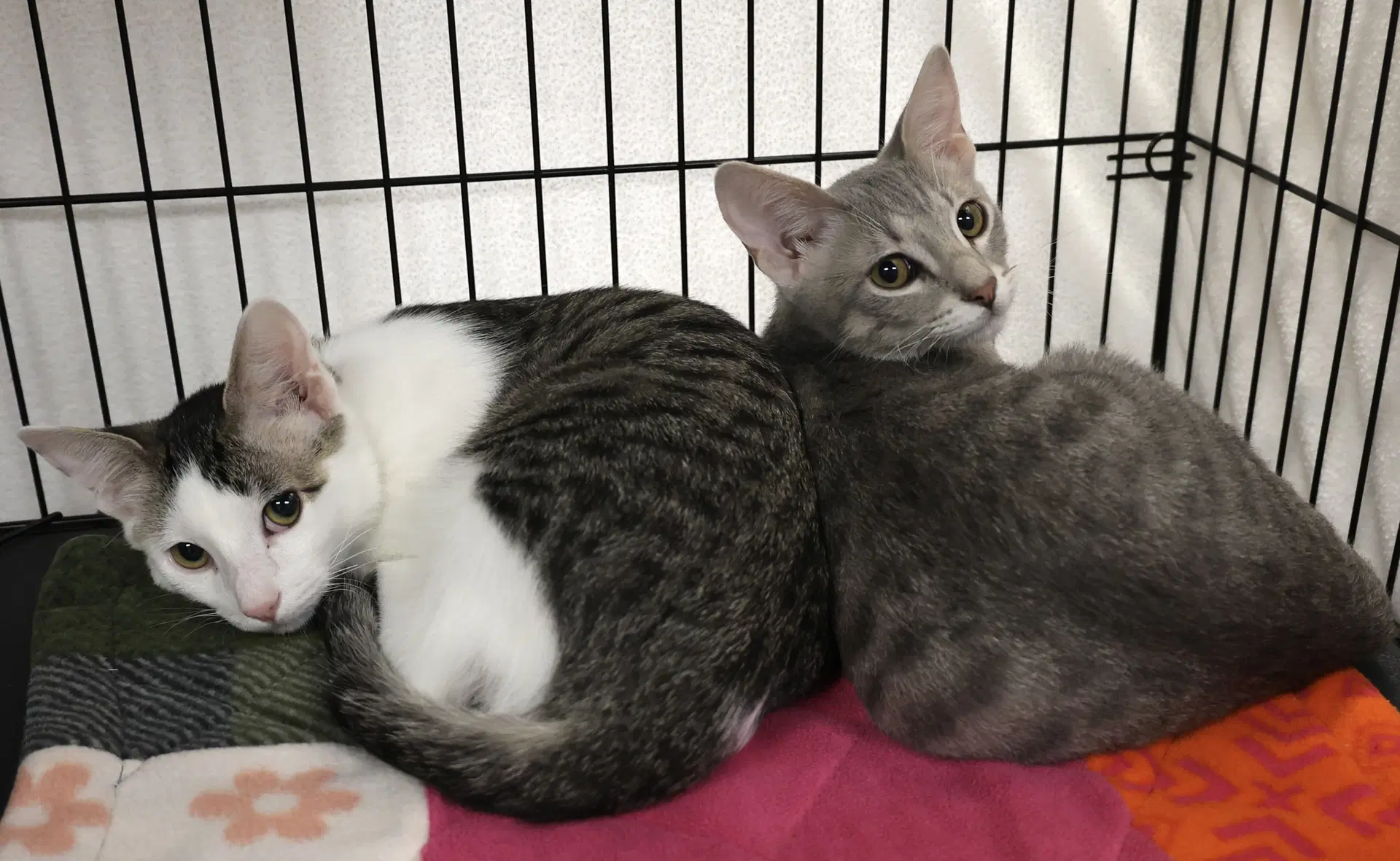 Loki And Lyra image 3