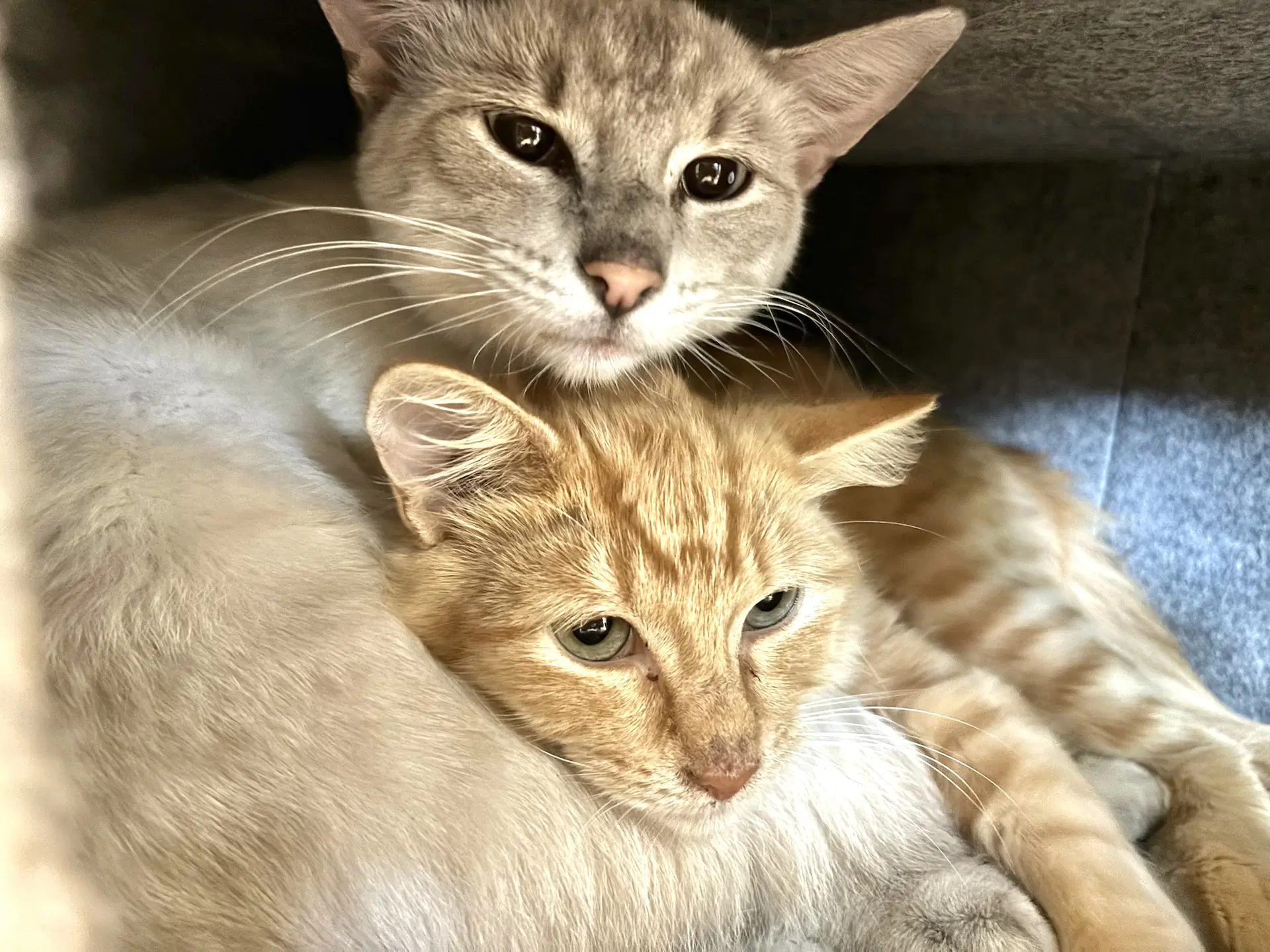 Minnie And Ghost - Domestic Short Hair