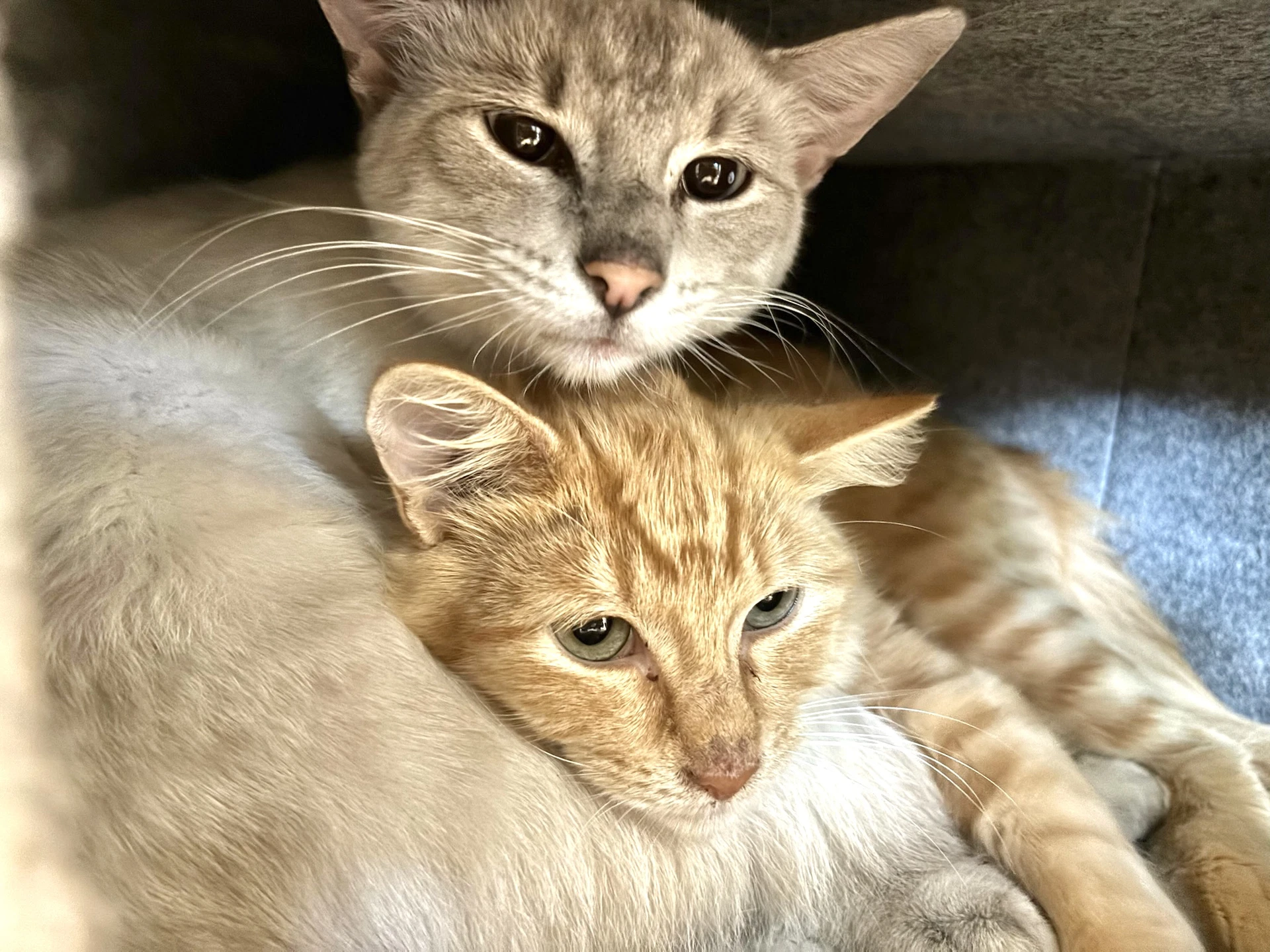 Minnie And Ghost