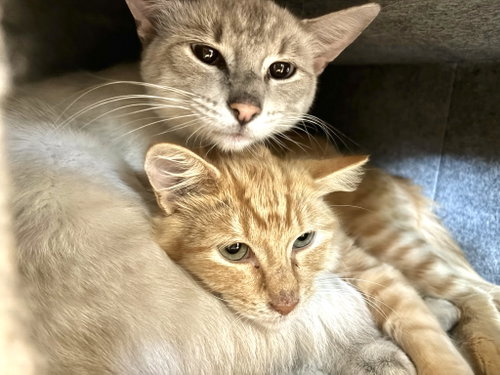 Minnie and Ghost, a cat for adoption from Kitty City KS