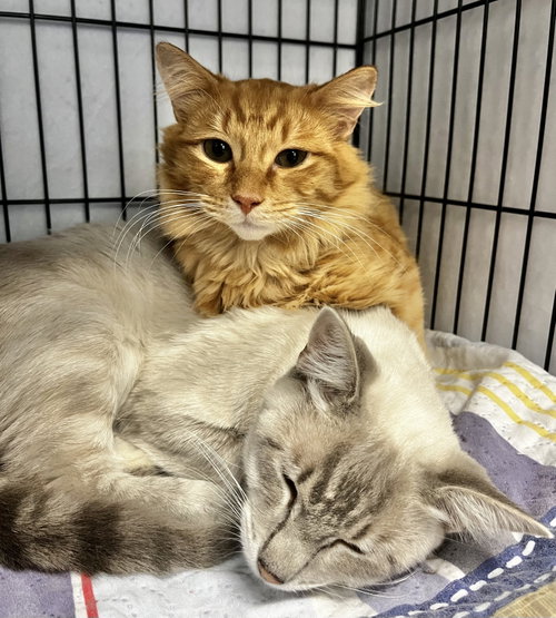 Minnie and Ghost, Domestic Short Hair (short coat)