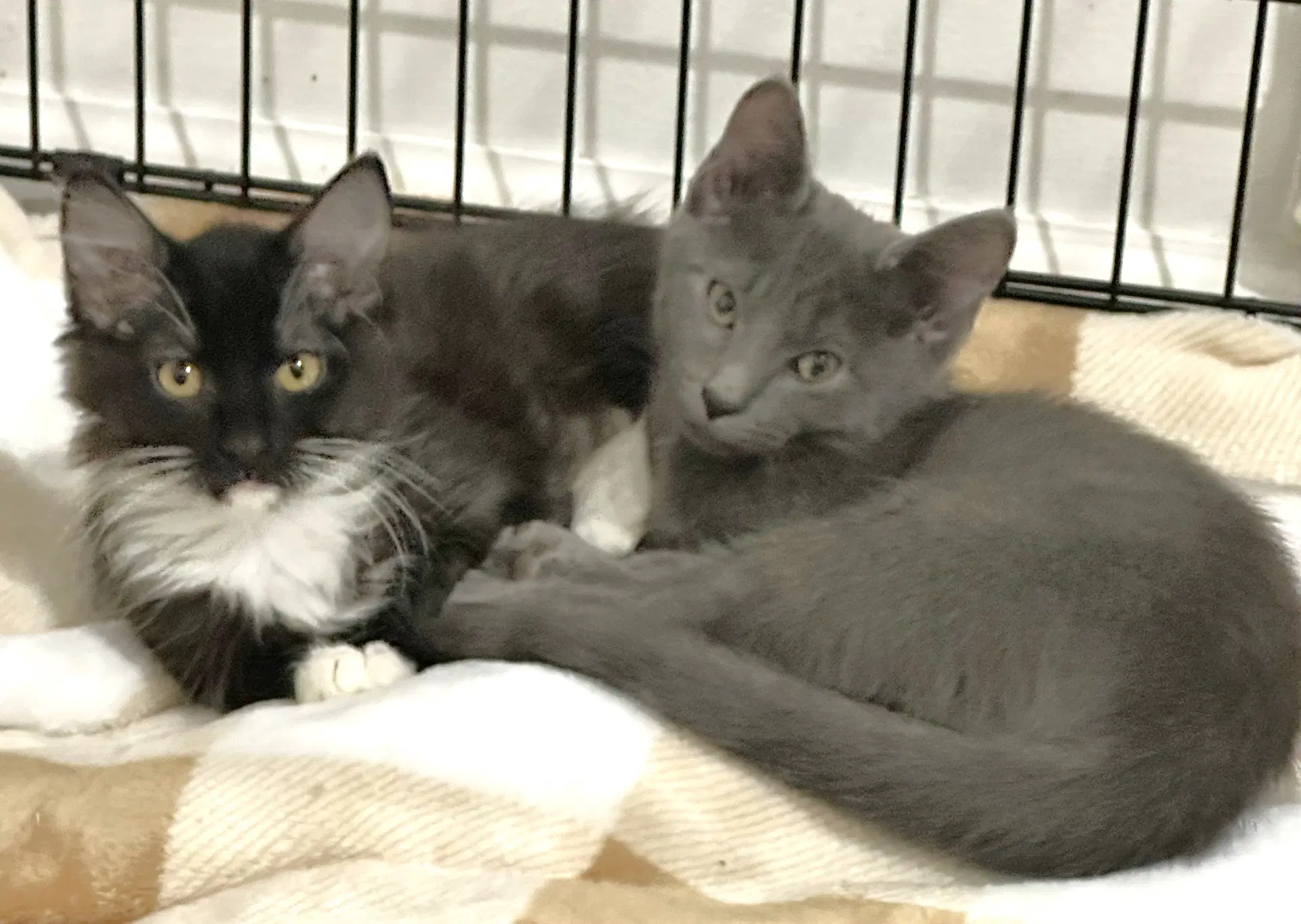 Willow And Beeps - Domestic Medium Hair