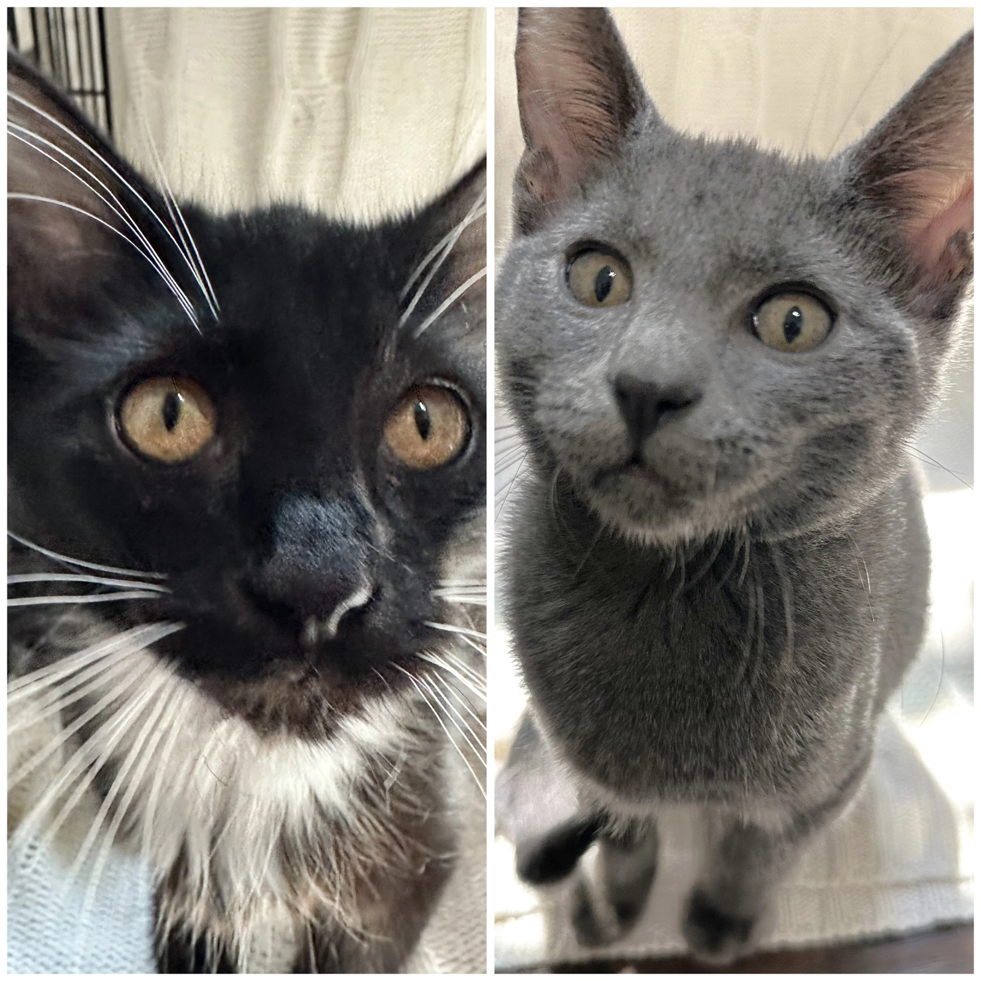 Pebble And Dominique