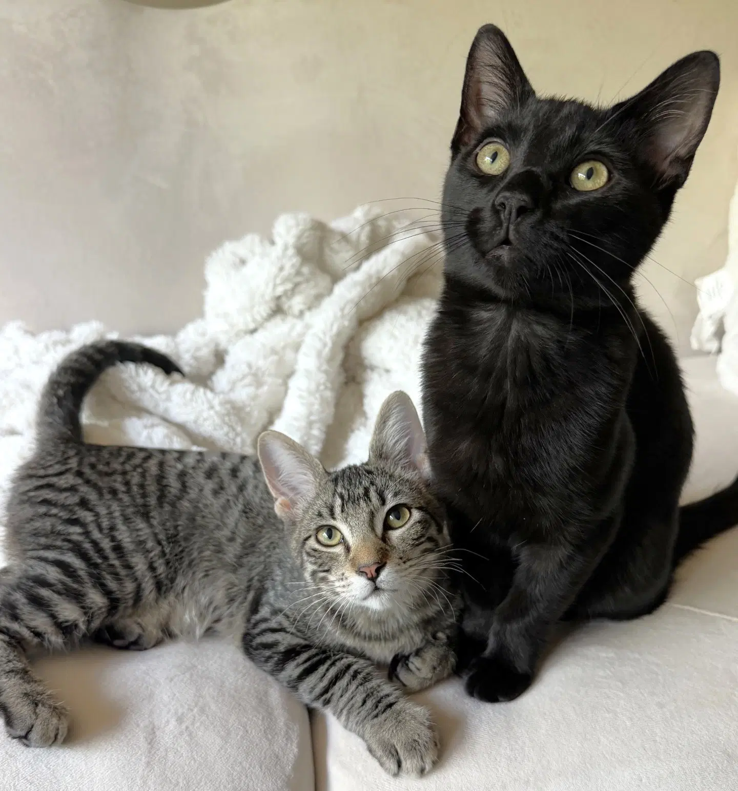 Gordon And Lucius - Domestic Short Hair