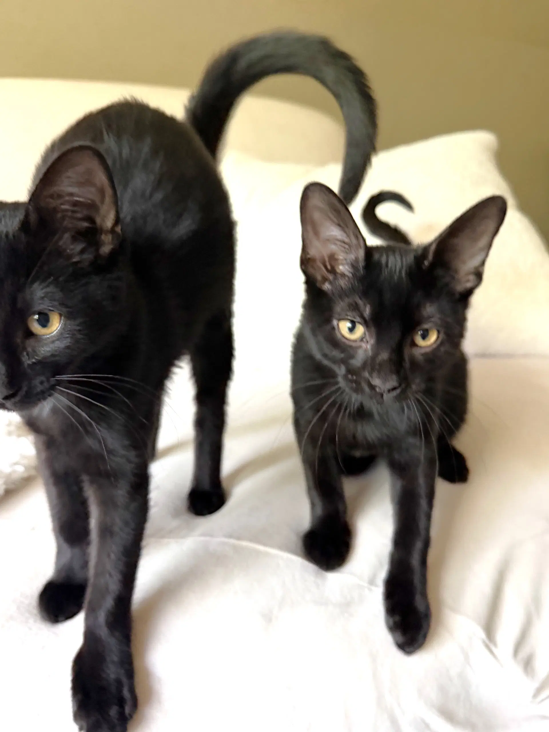 Bruce And Mr Wayne - Domestic Short Hair