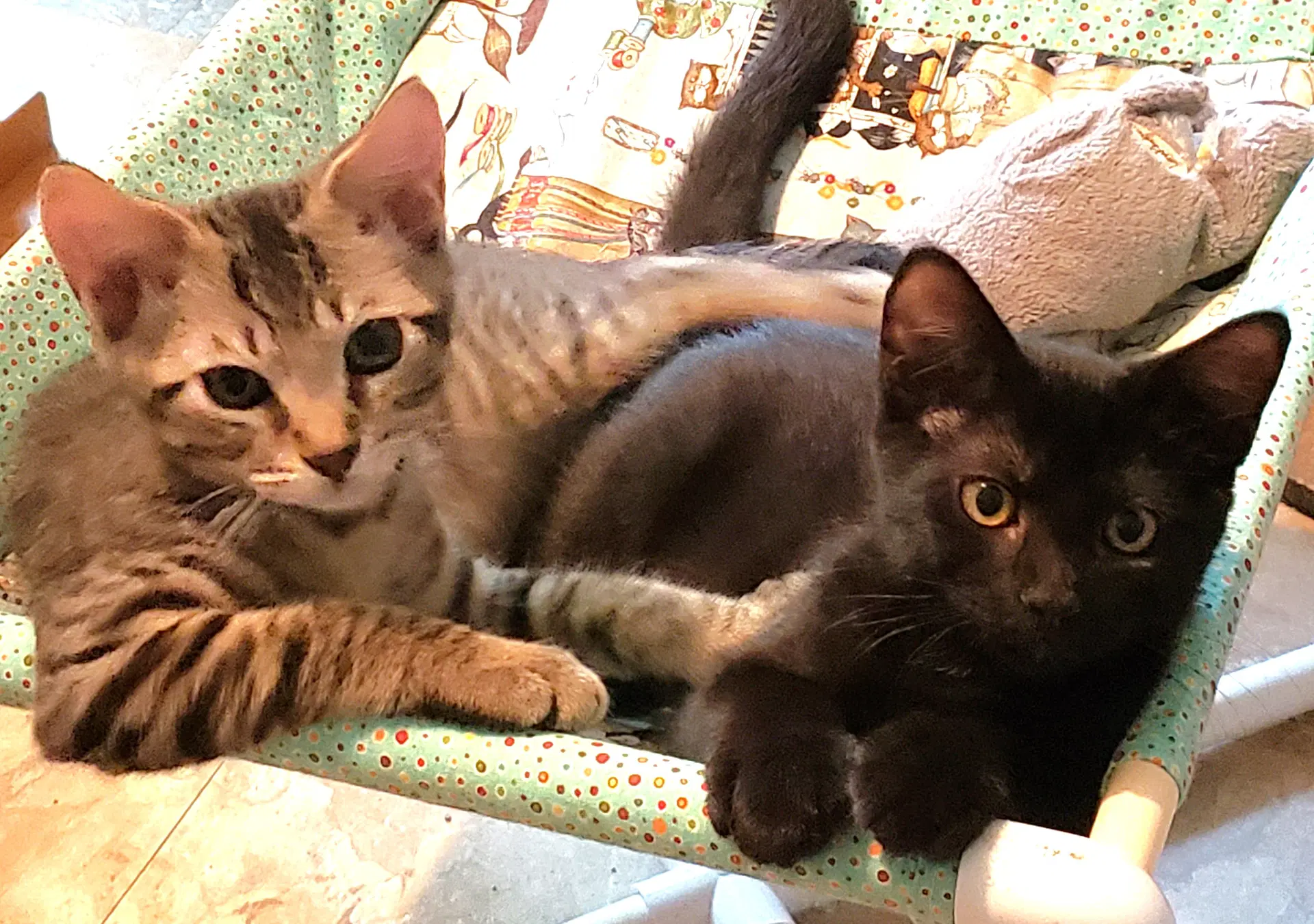 Austin And Tori - Domestic Short Hair