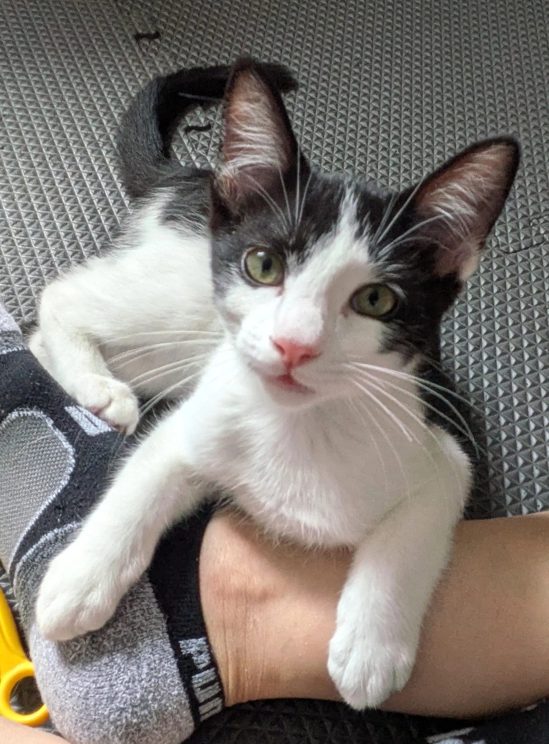 Domino - Domestic Short Hair