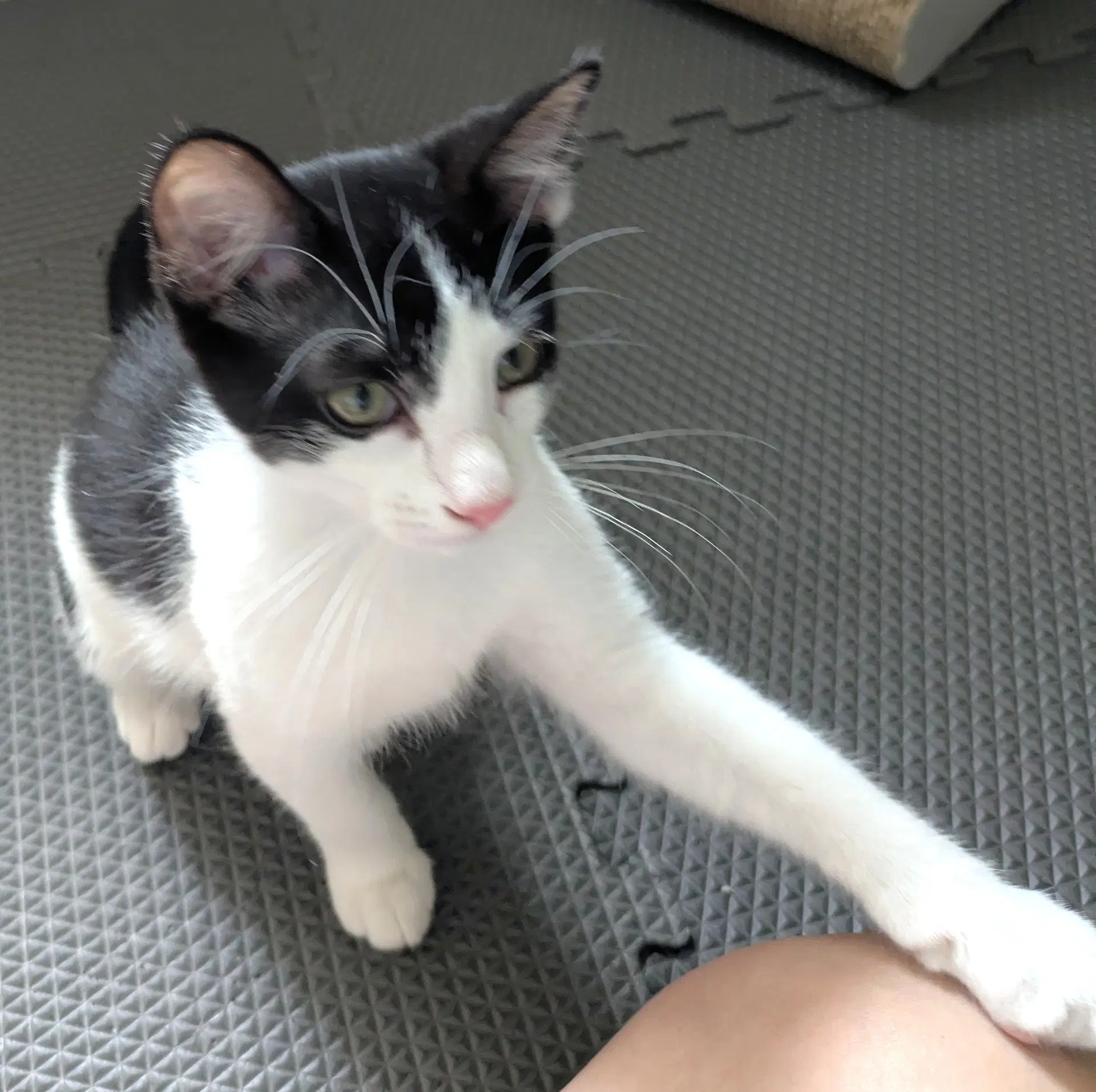 Domino image 2