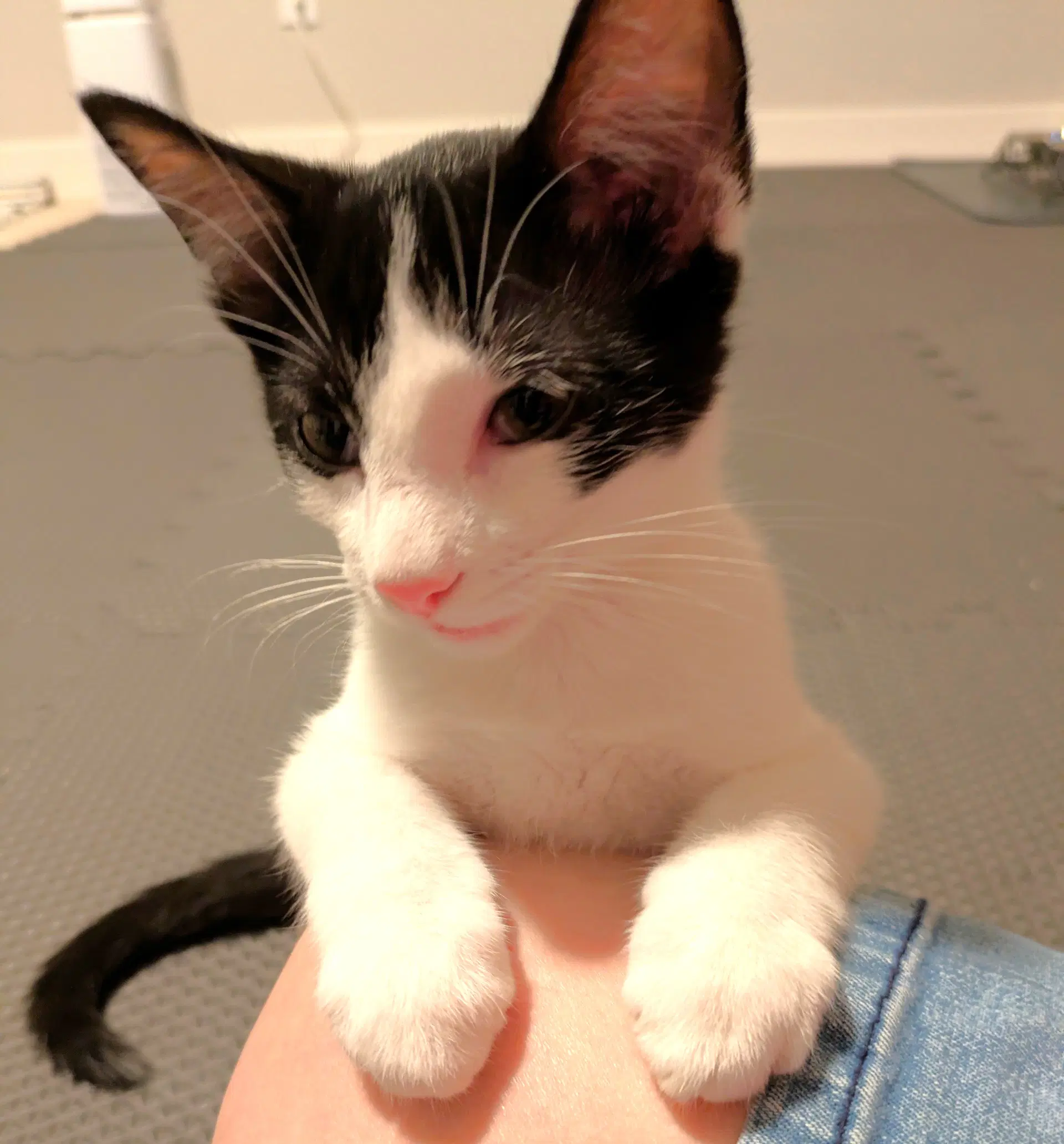 Domino image 3