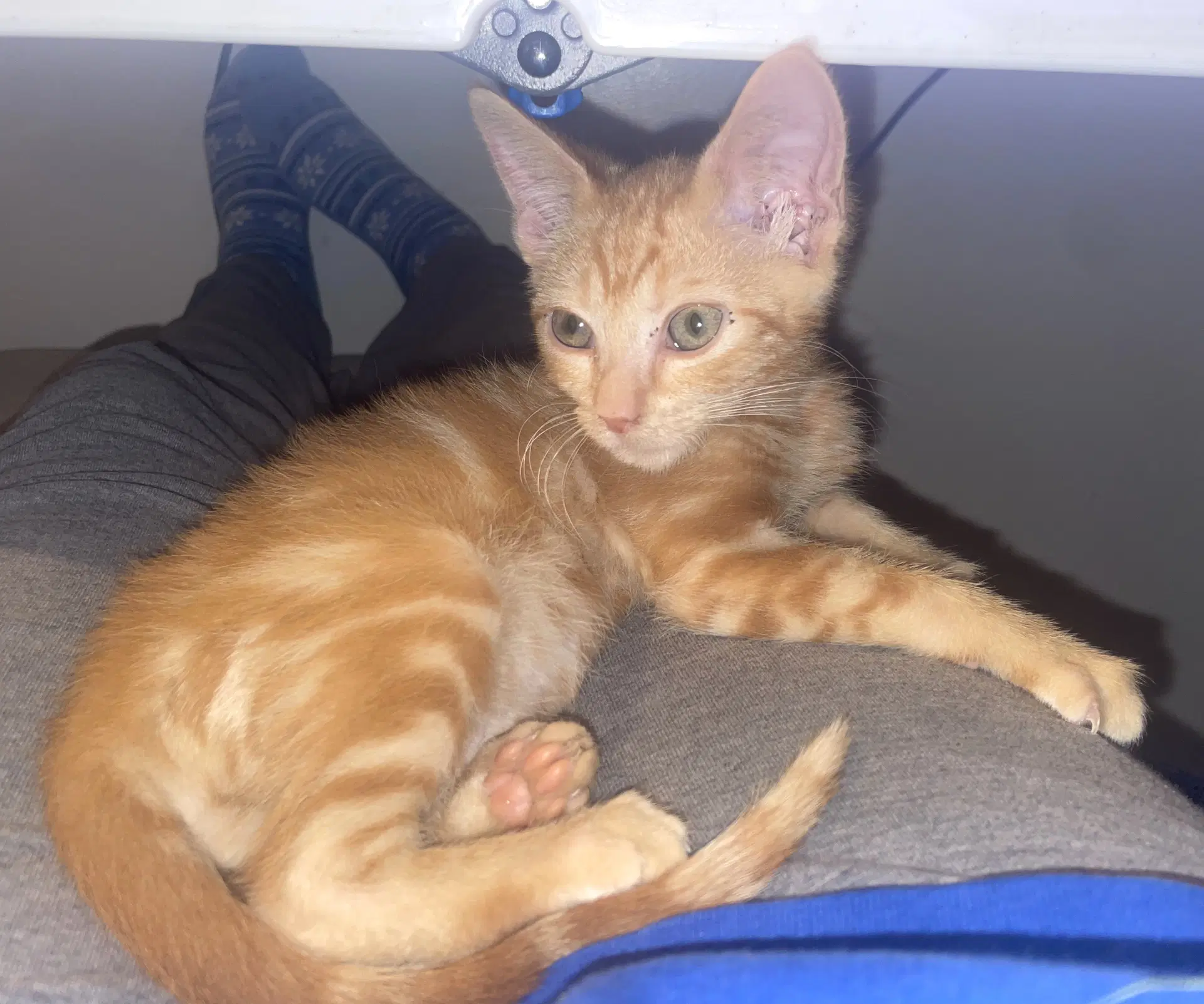 Ratfish - Domestic Short Hair