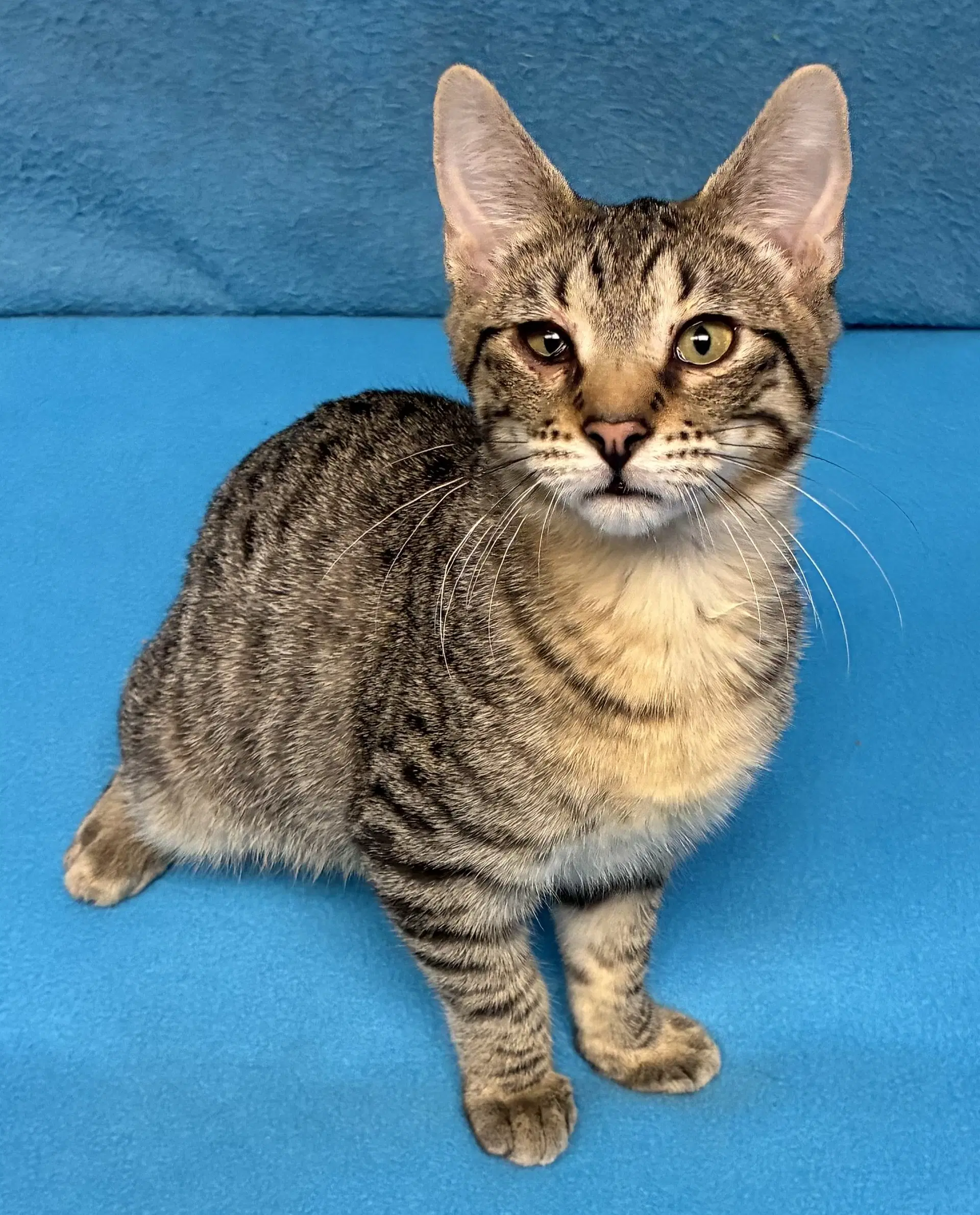Noah - Domestic Short Hair