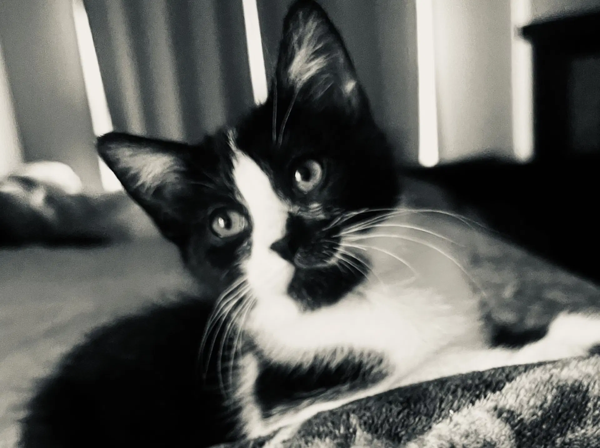 Presley - Domestic Short Hair